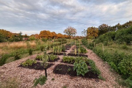 Foto van de moestuin 