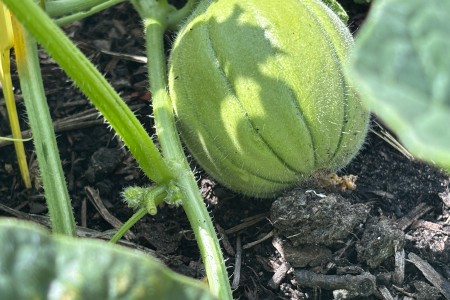 Groeiende meloen uit de moestuin 