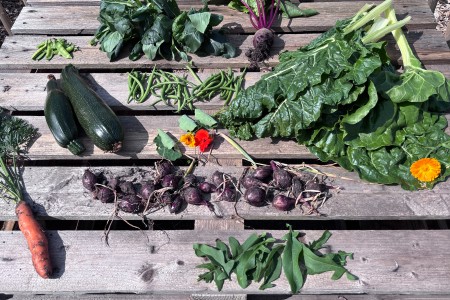 Verse groente uit de moestuin 