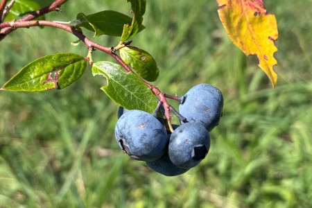 Bloeiende blauwe bessen aan een struik 