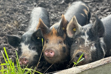 Varkens in de modder 