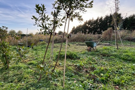 Kruiwagen in de tuin 