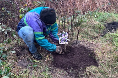 Plantjes planten in de moestuin 