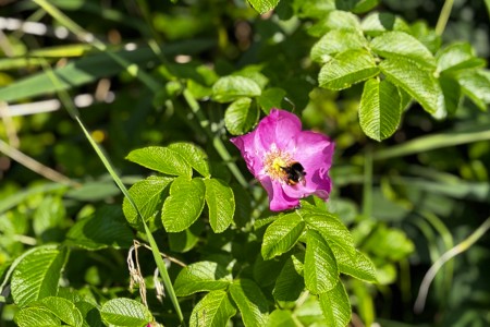 Hommel in een bloem