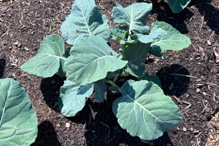 Jonge boerenkoolplant in de moestuintuin Peize