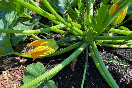 Courgetteplant in onze moestuin 