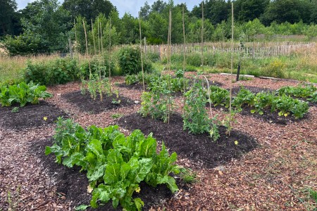 Onze moestuin in het voedselbos van Peize 
