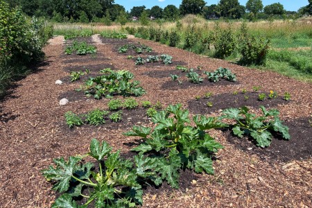 Moestuin in Drenthe Voedselbos Peize