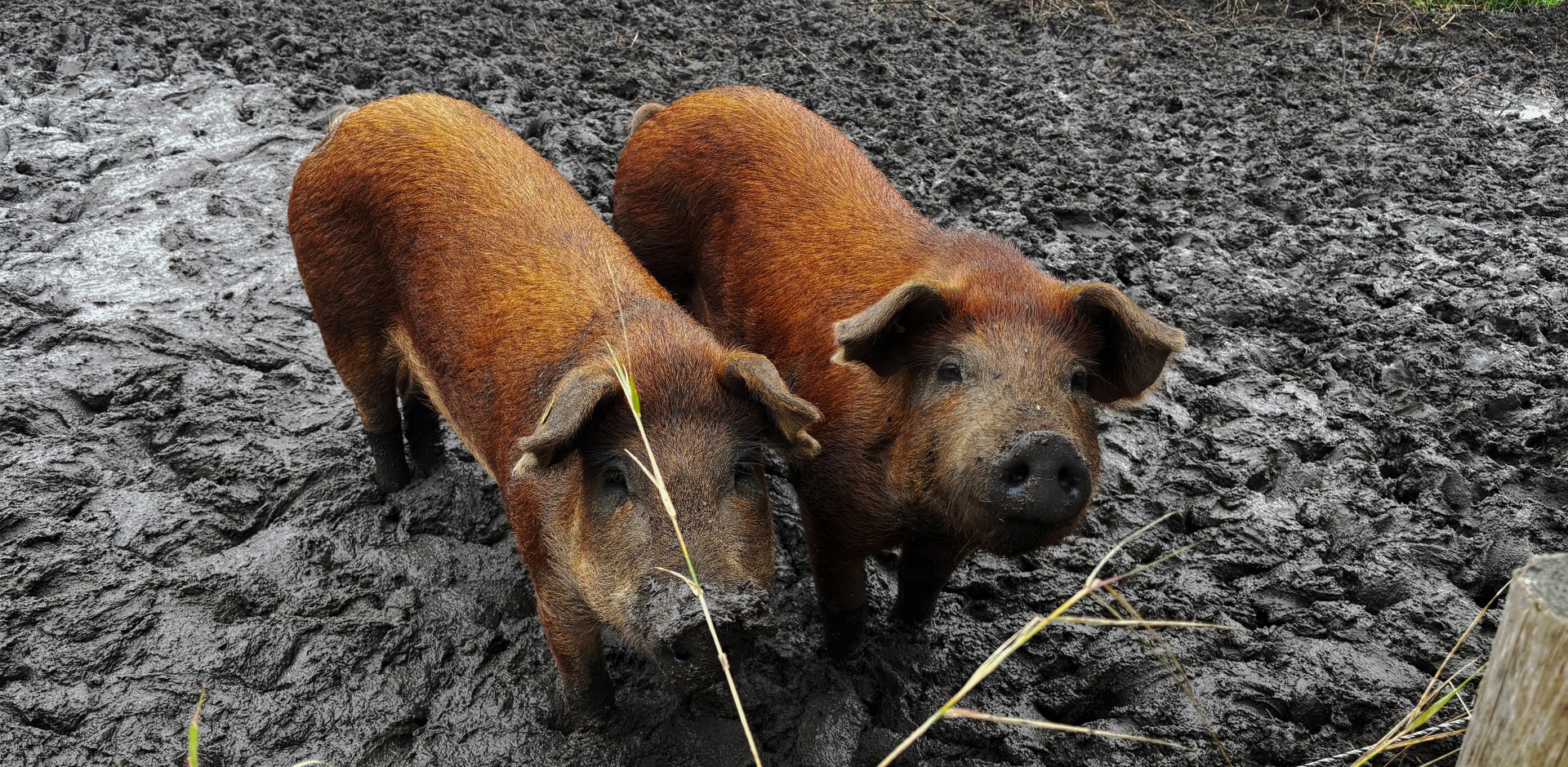 Het strategisch ontwerpbureau uit Groningen De Merkstudio v4